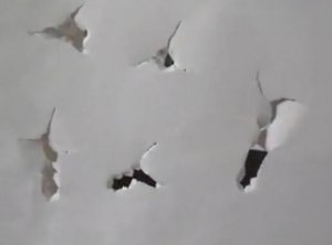 【展示】軍興夢想復合弓過白紙